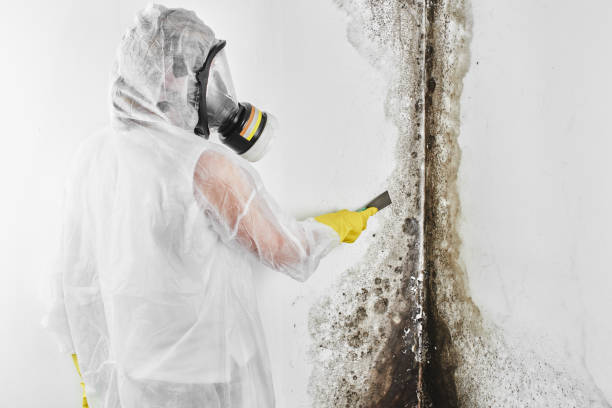 Best Certified Mold Removal  in Mesquite, TX