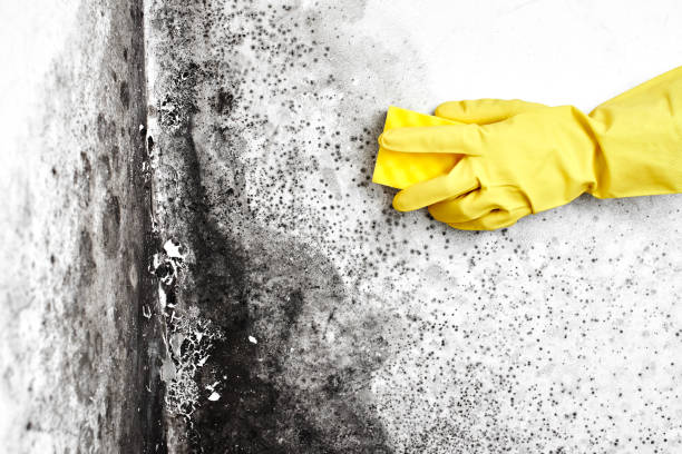 Best Mold Removal Process  in Mesquite, TX