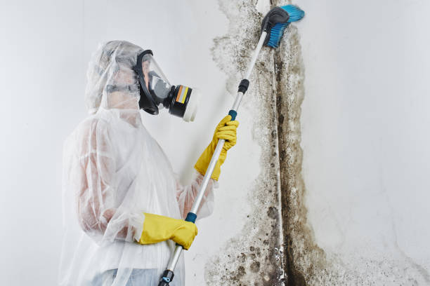 Mesquite, TX Mold Removal Company