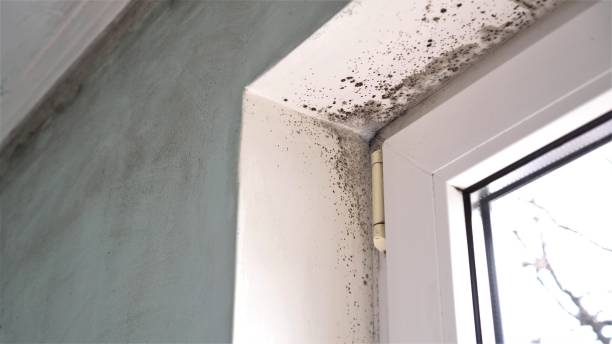  Mesquite, TX Mold Removal Pros