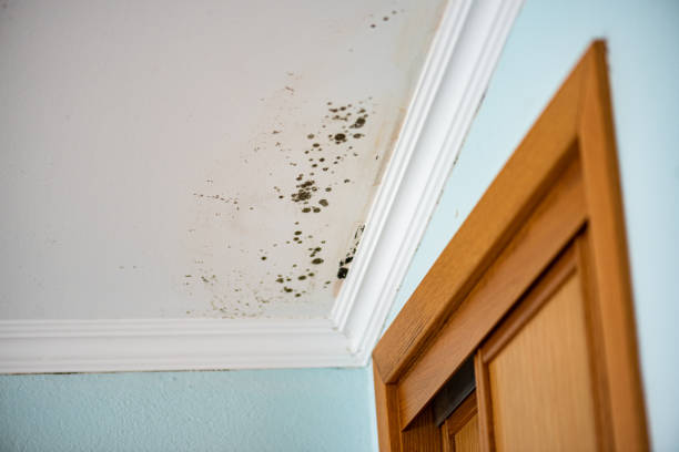 Best Mold Removal Process  in Mesquite, TX