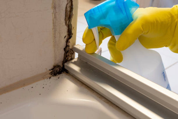 Best Residential Mold Removal  in Mesquite, TX