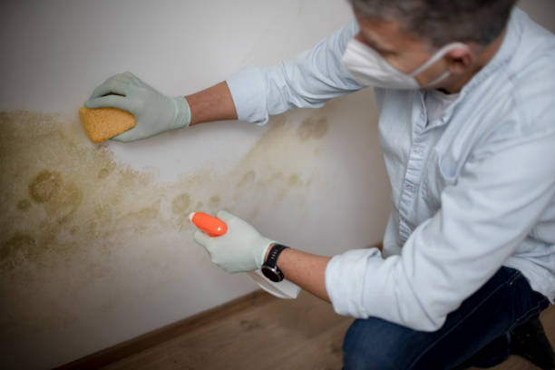 Best Residential Mold Removal  in Mesquite, TX