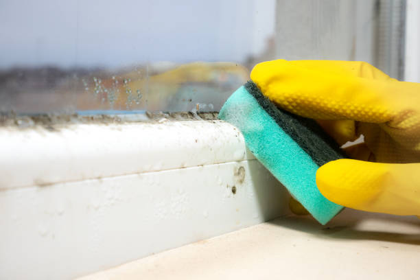 Best Residential Mold Removal  in Mesquite, TX