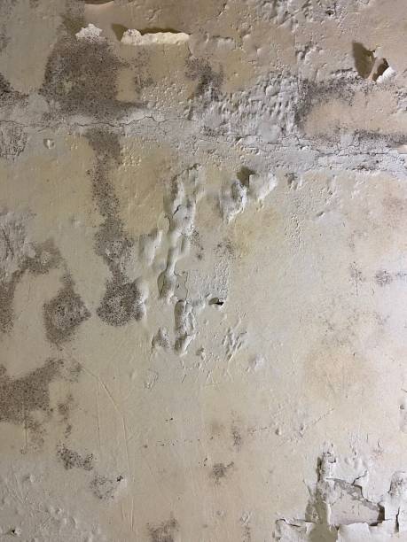 Best Residential Mold Removal  in Mesquite, TX