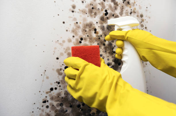 Best Mold Cleaning Services  in Mesquite, TX