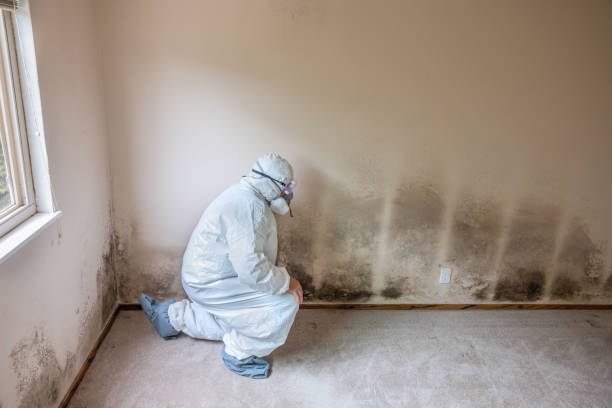 Best Mold Cleaning Services  in Mesquite, TX