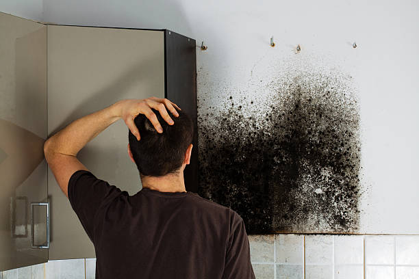 Best Same-Day Mold Removal  in Mesquite, TX