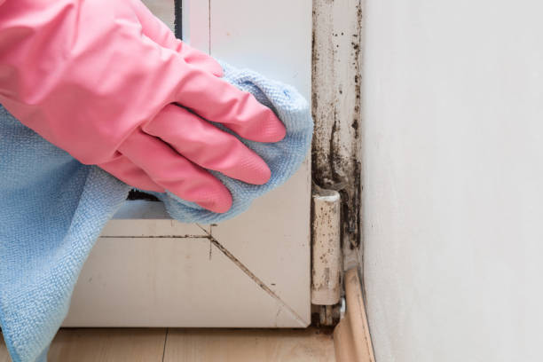 Best Commercial Mold Removal  in Mesquite, TX