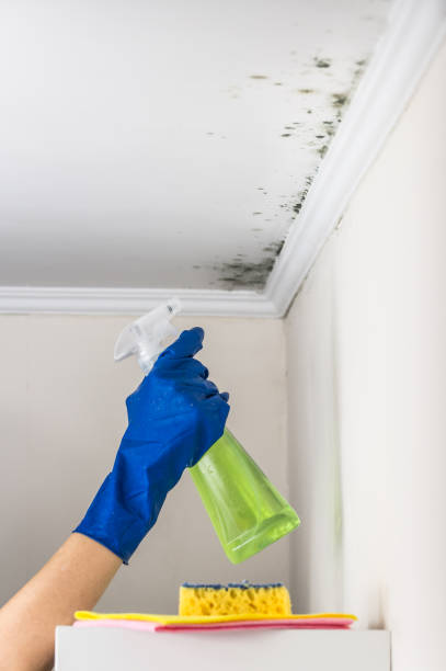 Best Certified Mold Removal  in Mesquite, TX