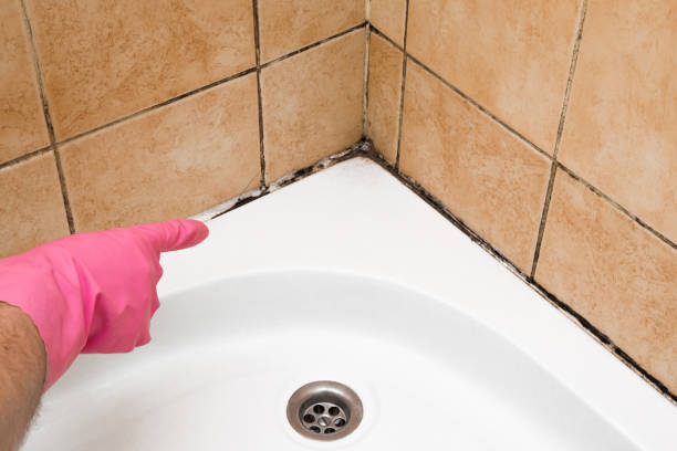 Best Mold Cleaning Services  in Mesquite, TX